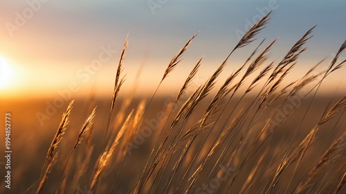Golden wheat fields at sunrise nature photography tranquil environment captivating viewpoint
