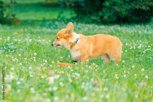 Corgi dog standing on the grass next to a pet toy, side view