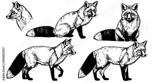 Four black and white fox illustrations in different walking poses