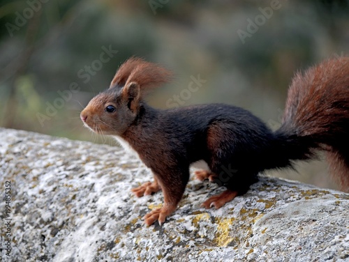 Mammals
