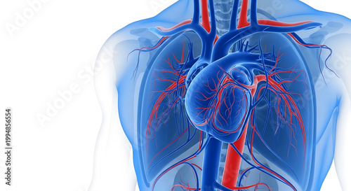 A detailed illustration of the human heart and lungs with blood vessels