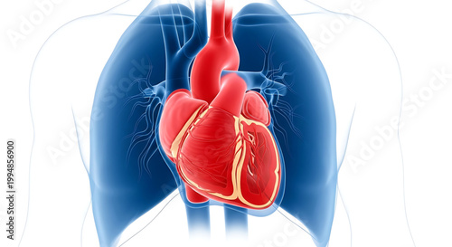 A detailed illustration of the human heart and lungs in the chest cavity