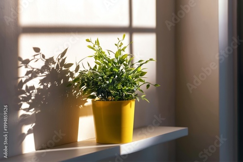Bright Green Plant in Yellow Pot on Shelf With Sunlight and Shadow on Wall Ne...