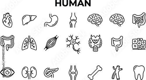 Human anatomy icon set featuring internal organs, body systems, biology elements and medical illustration symbols in outline style