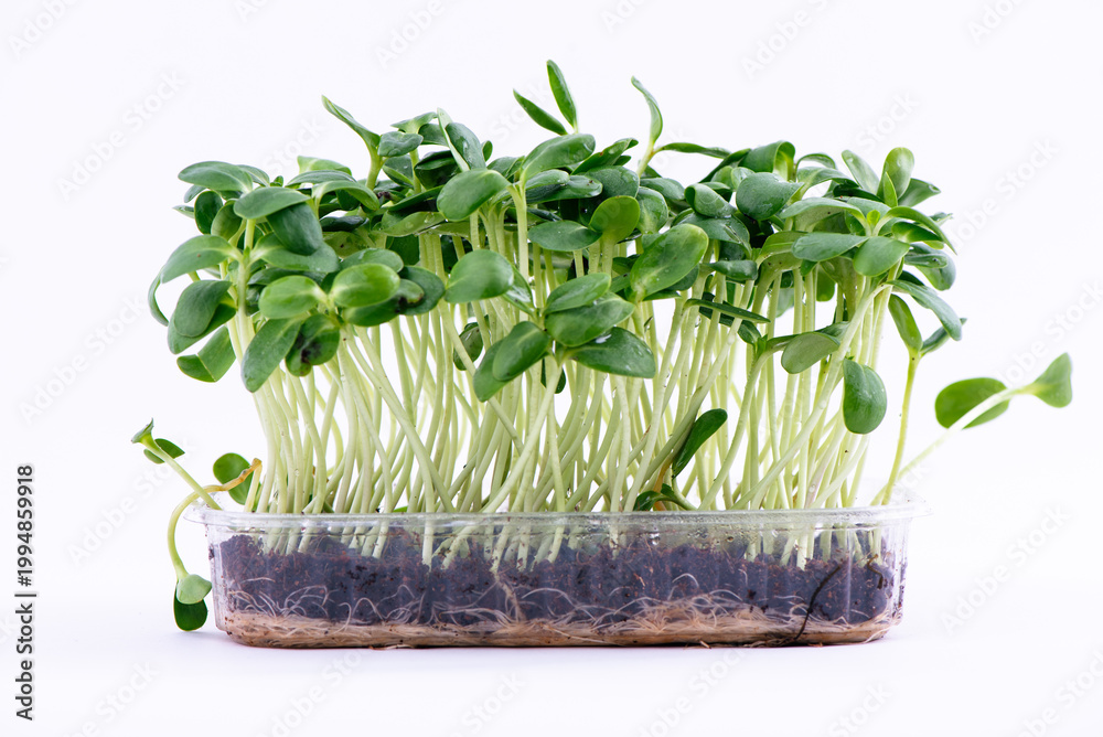 Obraz premium Organic Sunflower Microgreens Sprouts Growing against White Background. Healthy edible sprouts rich in nutrients, ideal for concepts of organic food, urban farming and healthy nutrition.