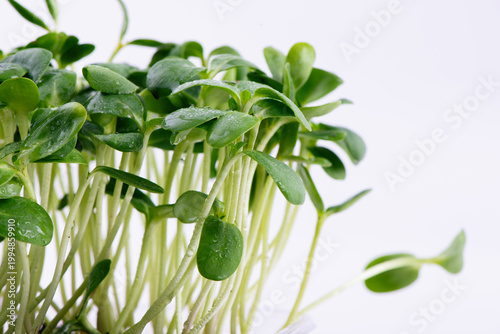 Organic Sunflower Microgreens Sprouts Growing against White Background. Healthy edible sprouts rich in nutrients, ideal for concepts of organic food, urban farming and healthy nutrition.