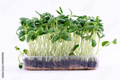 Organic Sunflower Microgreens Sprouts Growing against White Background. Healthy edible sprouts rich in nutrients, ideal for concepts of organic food, urban farming and healthy nutrition.