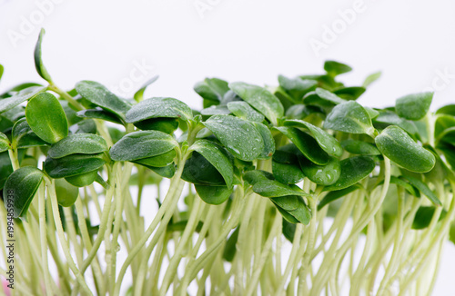 Organic Sunflower Microgreens Sprouts Growing against White Background. Healthy edible sprouts rich in nutrients, ideal for concepts of organic food, urban farming and healthy nutrition.