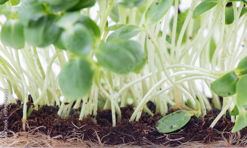 Organic Sunflower Microgreens Sprouts Growing against White Background. Healthy edible sprouts rich in nutrients, ideal for concepts of organic food, urban farming and healthy nutrition.