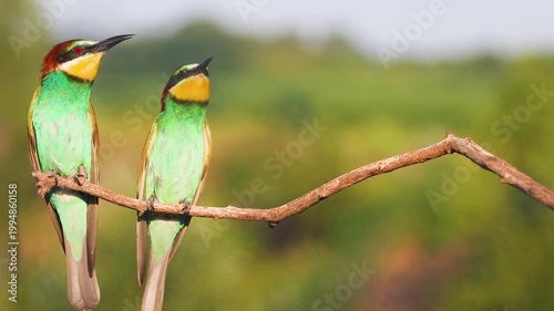 Colorful European Bee-eater Landing Next to its Partner on a Branch