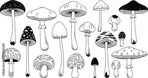 Mushroom Line Art Collection with Various Wild Fungi Shapes for Botanical Design, Coloring Book, and Vector Illustration Set.