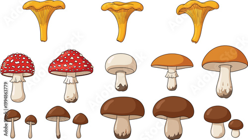 Mushroom Variety Collection with Chanterelle, Amanita, and Boletus Fungi for Botanical Design and Vector Illustration Set.