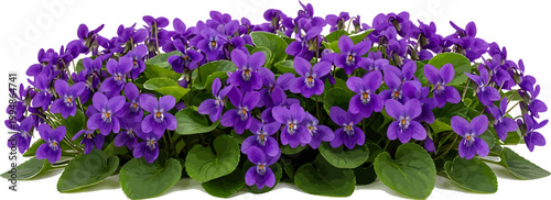 Vibrant purple violet flowers vector illustration with green leaves isolated on white background for spring garden design