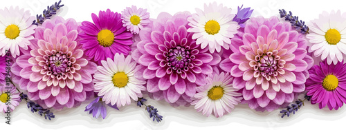 Vibrant floral border vector illustration featuring pink dahlias white daisies and lavender sprigs on a white background