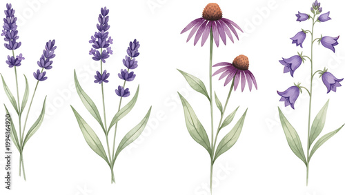 Botanical Watercolor Vector Illustration Set Featuring Purple Lavender Echinacea and Bellflowers Isolated on a Plain White Background