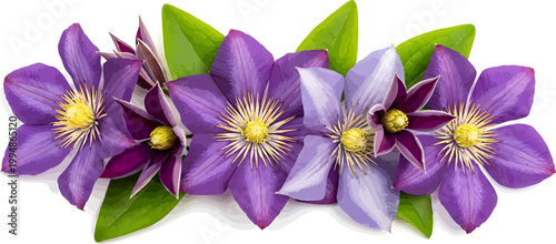Vibrant purple clematis flower vector illustration banner with green leaves isolated on white background for floral design