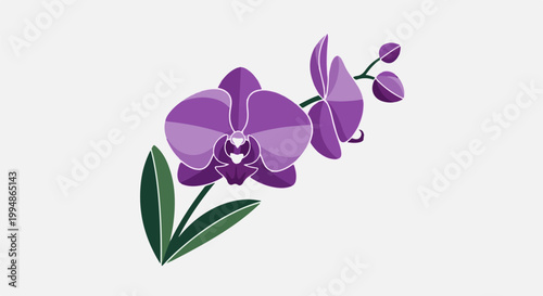 Purple orchid with green leaves and buds on a white background