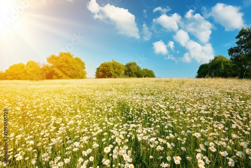 Field of White Flowers Under a Blue Sky With Clouds in the Afternoon Light