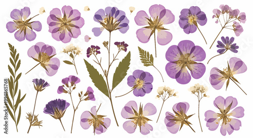 Collection of pressed purple flowers and green leaves vector illustration isolated on white background for botanical design projects