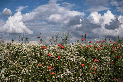 Wildflower meadow with red poppies and white daisies under cloudy sky
Colorful spring field full of blooming flowers with dramatic clouds, natural floral background