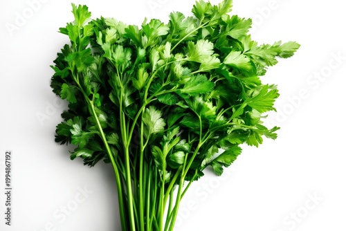 Fresh Cilantro Resting on a White Surface With Green Leaves and Stems Visible...