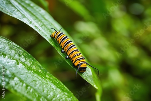 Caterpillar Crawls on a Green Leaf in a Garden During a Sunny Day