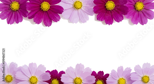 Vibrant pink and purple cosmos flower vector border frame on a clean white background for elegant floral design