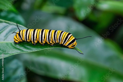 Caterpillar Moves on a Green Leaf in a Garden During the Daytime