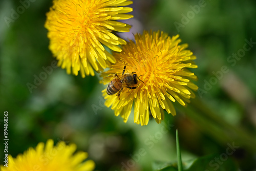 Fotografija Bee on yellow dandelion blossom