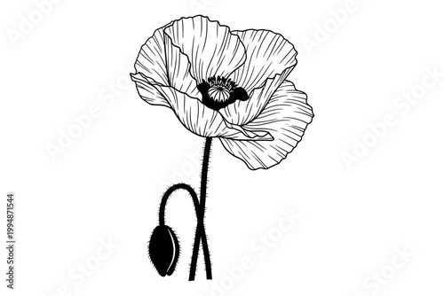 Silhouette of a poppy flower with seed pod