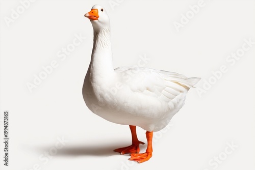 White Goose Standing on a Light Background With Orange Feet and Beak