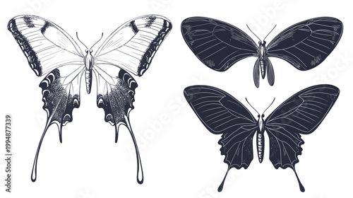 Three detailed illustrations of butterflies, rendered in a grayscale palette, with intricate wing detail