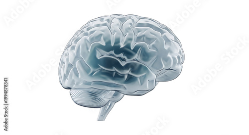 A detailed illustration of a human brain on a white background