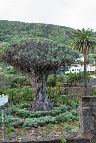 Tenerife - oldest dragon tree in Garachico
