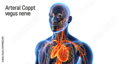 A detailed illustration of the human body's arterial system and vagus nerve