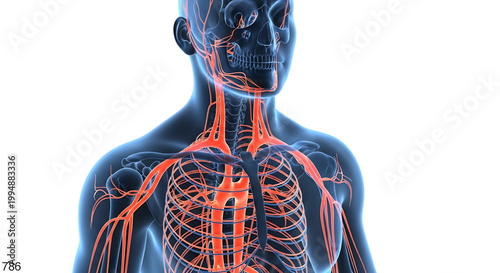 A detailed illustration of the human body's circulatory system, focusing on the torso and neck.