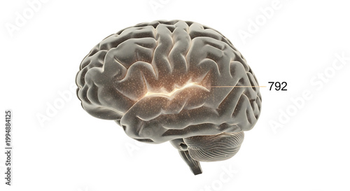 A detailed illustration of a human brain with a highlighted section