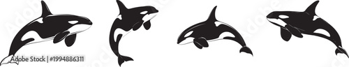 Set of orca whale silhouettes swimming and jumping in different poses isolated on white background, black and white killer whale marine animal illustration, ocean wildlife 