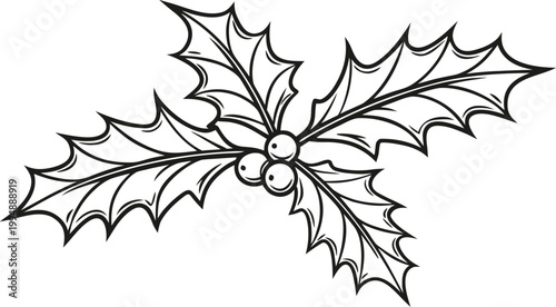 Hand drawn holly leaves and berries black and white