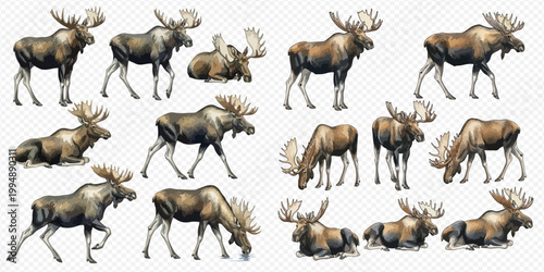 Collection of moose illustrations in various poses, including standing, walking, and grazing, isolated on a transparent background.