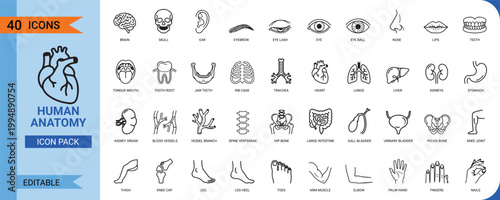 Human anatomy icon pack with 40 editable line art icons of body parts vector illustration