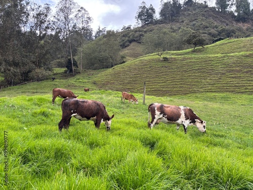 Ganado en el potrero muy verde