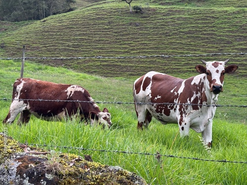 Hermosas vacas en potrero 
