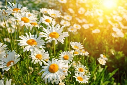 Flowers Bloom in a Sunny Meadow During Spring in the Afternoon Sunlight