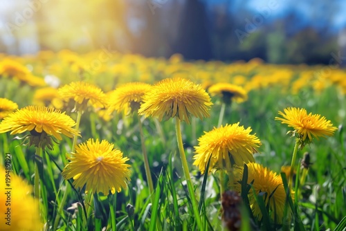 Bright Yellow Flowers Fill the Field Under the Clear Blue Sky in the Sunny Af...