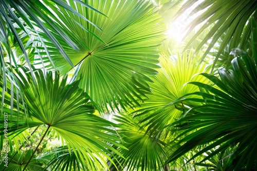 Green Palm Leaves Fill the View in a Tropical Setting in Daylight Hours