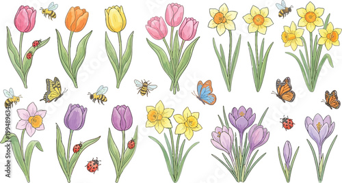 Collection of spring flowers and insects featuring tulips daffodils crocuses ladybugs and butterflies on transparent background.
