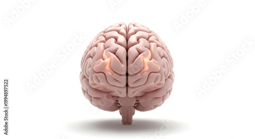 A detailed illustration of a human brain on a white background
