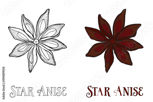 STAR ANISE VECTOR
