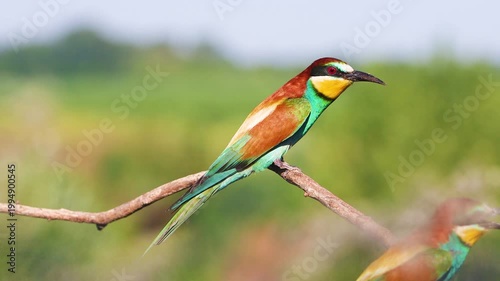 Vibrant European Bee-eater Resting on a Twig with Blurred Green Background